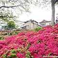 根津神社杜鵑花祭