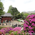 根津神社杜鵑花祭