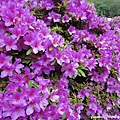 根津神社杜鵑花祭