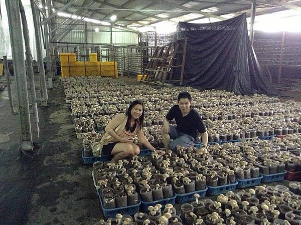馬來西亞，鄭先生夫婦在百菇莊採菇趣。