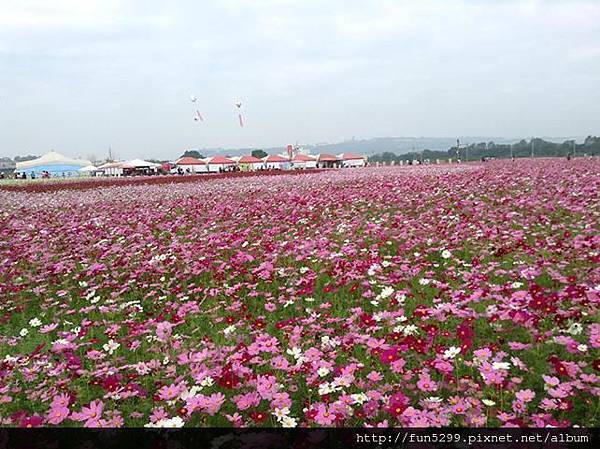 新社花海