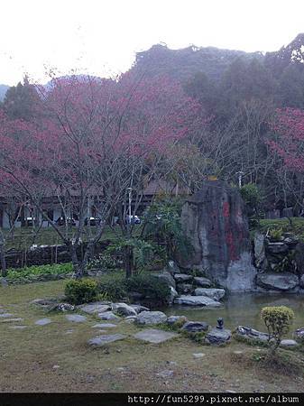 在清境，滿山都是漂亮的櫻花。