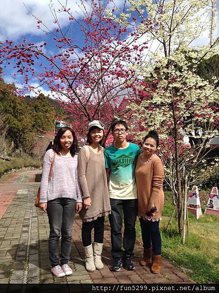 香港 楊小姐與三位好友在清境與盛開的山櫻花留影