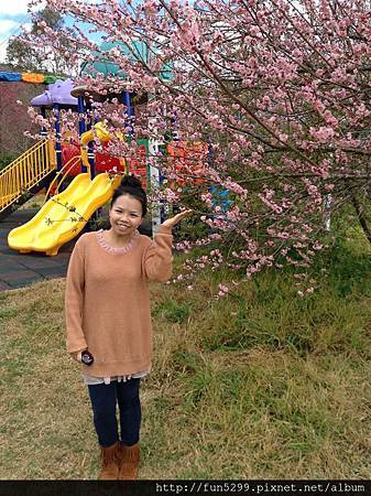 香港：楊小姐與三位好友在清境與盛開的山櫻花留影!