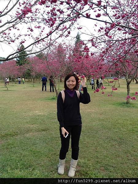 香港：楊小姐與好友在暨南大學櫻花樹下留影!