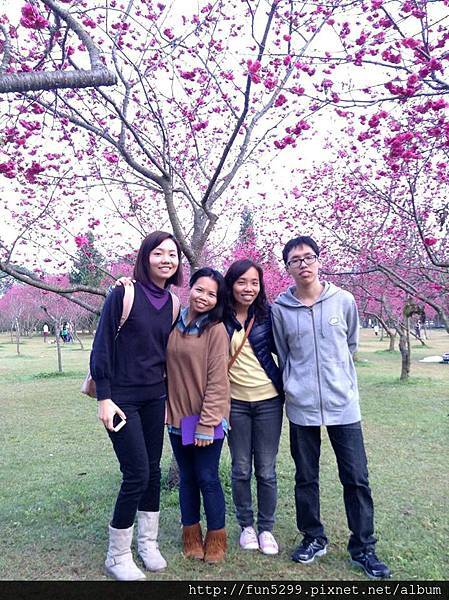 香港：楊小姐與好友在暨南大學櫻花樹下留影。