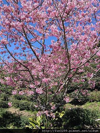 阿里山美麗的山櫻花