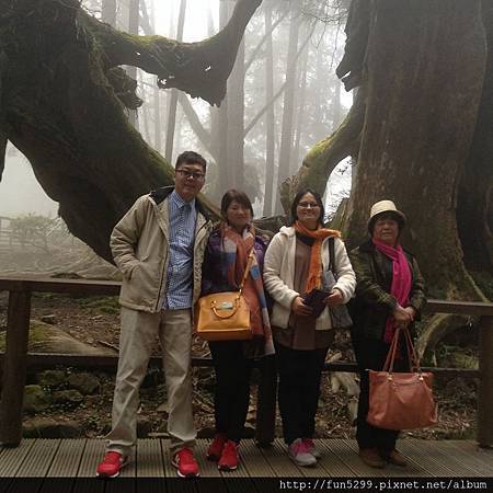 馬來西亞：許先生夫婦、媽媽、姑姑，在阿里山園區-永結同心樹