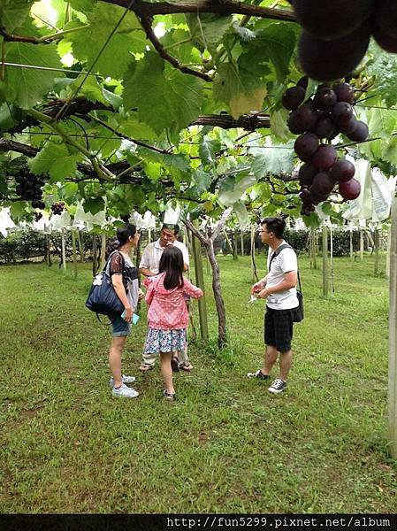 澳門：黃先生,陳小姐與女兒在新社採葡萄