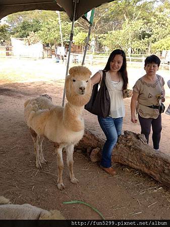 馬來西亞：心怡、心帝與媽媽在天馬牧場~!