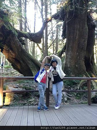 馬來西亞 檳城 謝氏姊妹家族旅遊~在阿里山-同心樹。