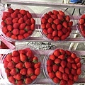 香港 金先生、符小姐~全家福享受採草莓趣~