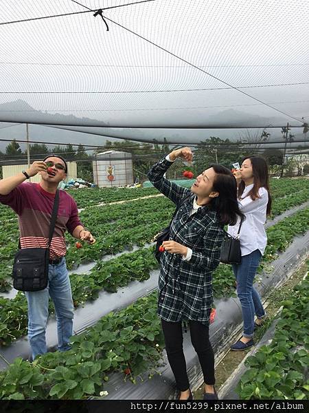 馬來西亞 吉打 陳小姐與爸爸、媽媽~在納豆草莓園採草莓