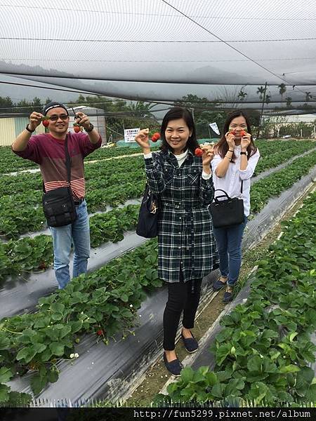 馬來西亞 吉打 陳小姐與爸爸、媽媽~在納豆草莓園採草莓。