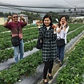 馬來西亞 吉打 陳小姐與爸爸、媽媽~在納豆草莓園採草莓。
