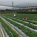 馬來西亞 吉打 陳小姐與爸爸、媽媽~在納豆草莓園採草莓~