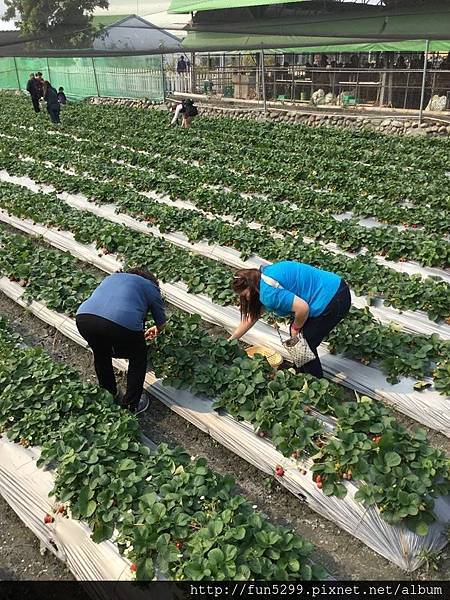 汶萊 怡娟、媽媽、黃先生夫婦~大湖採草莓