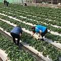 汶萊 怡娟、媽媽、黃先生夫婦~大湖採草莓