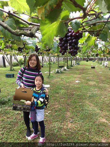 馬來西亞 葉小姐與女兒~在新峰農場採葡萄。