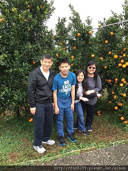 新加坡 陳先生全家福，在果園採橘子