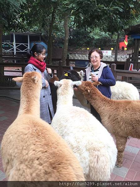 新加坡 佘小姐、奶奶~在今夜星辰農場。