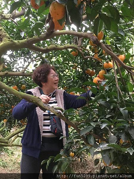 新加坡 佘小姐、奶奶~在荔園農場採橘子~