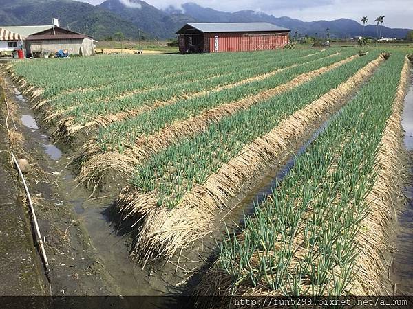 新加坡 張先生夫婦、姑姑、伯母，在宜蘭蔥仔寮體驗農場(2)