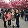 新加坡 張先生夫婦、姑姑、伯母，在泰安賞櫻花!!