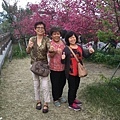 新加坡 張先生夫婦、姑姑、伯母，在泰安賞櫻花~!