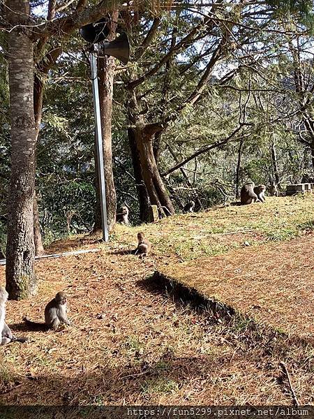 香港 盧小姐全家福~在玉山國家公園 3.jpg