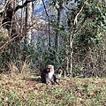 香港 盧小姐全家福~在玉山國家公園 2.jpg