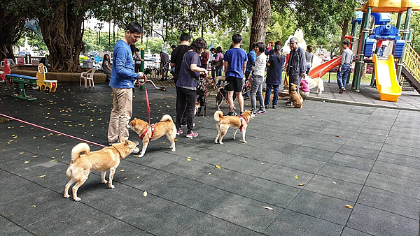 【房其林購屋指南】愛狗男人請來電 桃園市平均每5戶就會有1戶養狗.png
