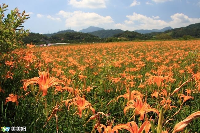 圖1. 日月潭季黃金花海節1.jpg 圖1. 日月潭季黃金花海節1.jpg