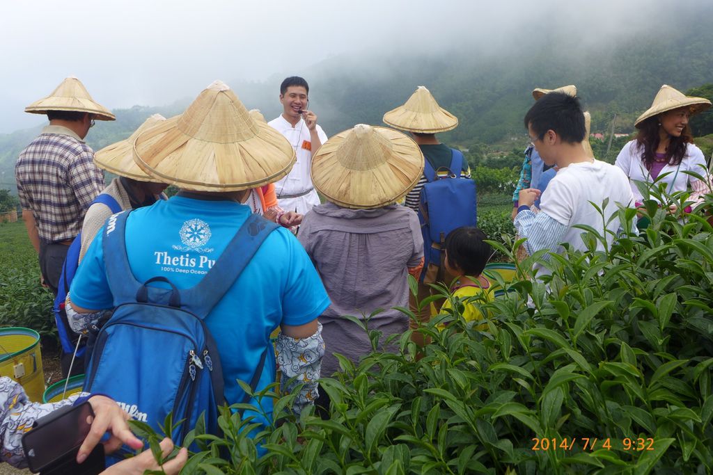 茶師解說如何採茶.jpg 茶師解說如何採茶.jpg