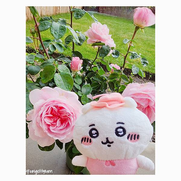 《子緣攝影》之Chiikawa賞花