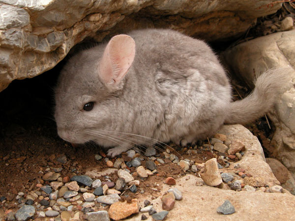 Chinchilla.jpg