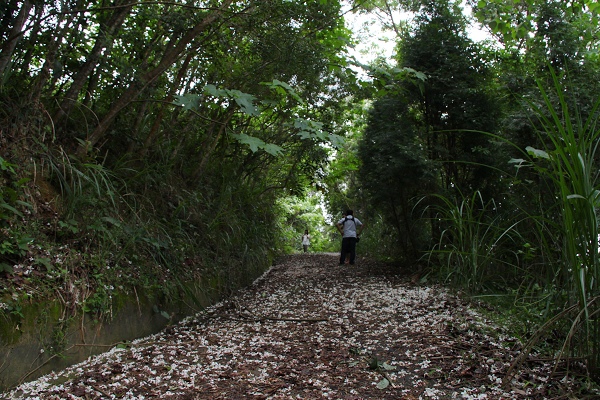 白色的油桐花