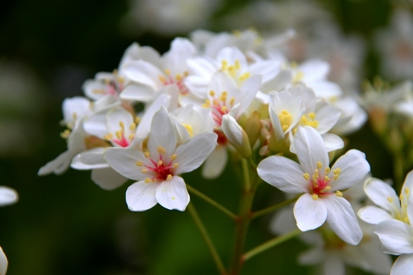 白色的油桐花 白色的油桐花