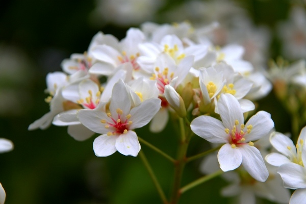 白色的油桐花