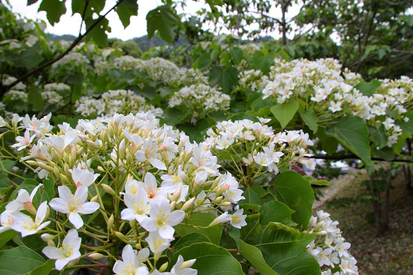 白色的油桐花