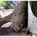 金色吳哥-塔普倫廟TaProhm-07