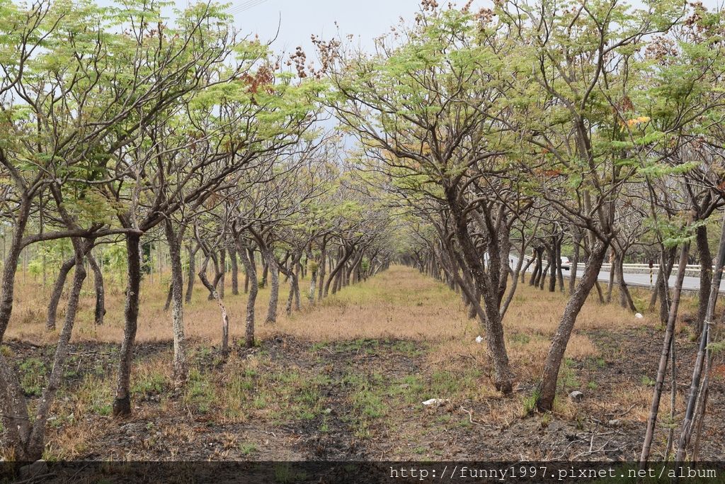 DSC_0597.JPG DSC_0597.JPG