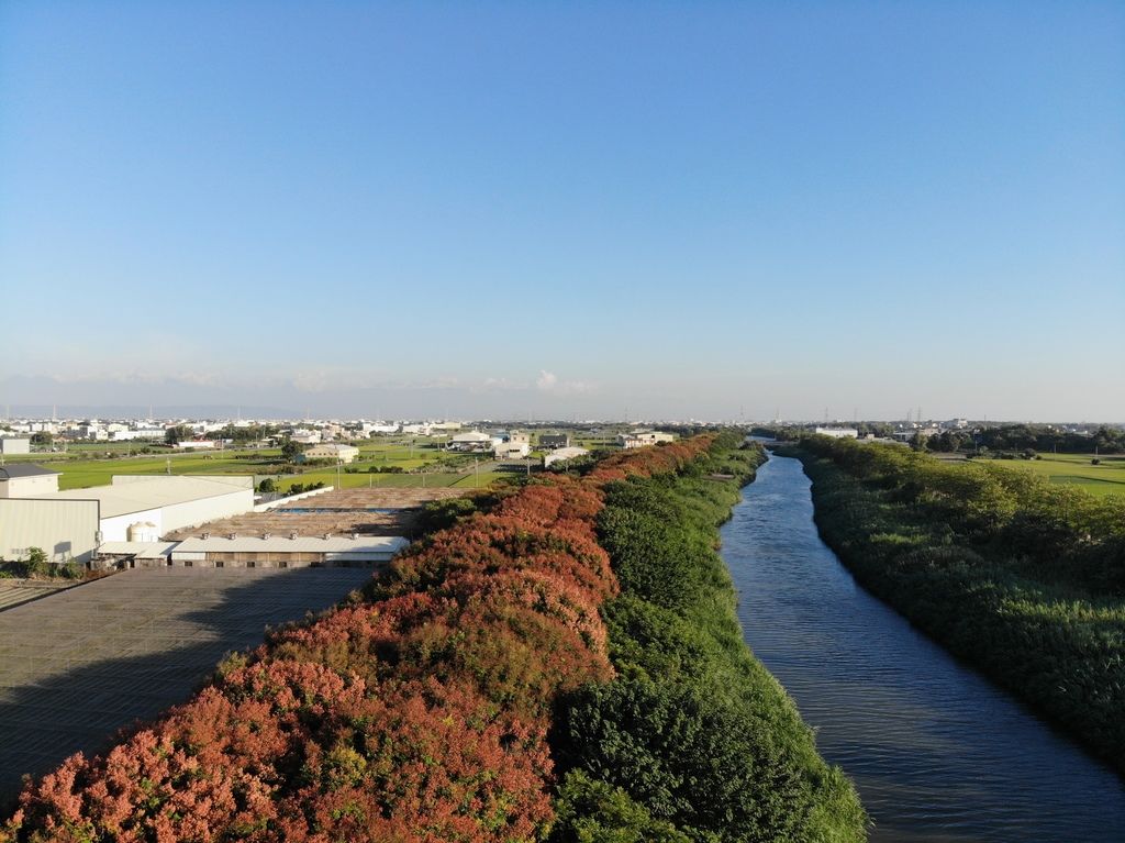 彰化|東螺溪:長達1.5公里的臺灣欒樹大道,走在令人陶醉的綠色隧道裡好放鬆~ 東螺溪,臺灣欒樹大道,綠色隧道,欒樹落花,東螺溪教育生態園區,玫瑰紅色欒樹,空拍景色,彰化,欒樹大道,臺灣欒樹,四色樹