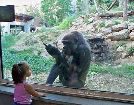 人與人猿有共同手語
