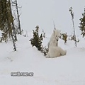 北極熊小兄弟在打鬧！超可愛！