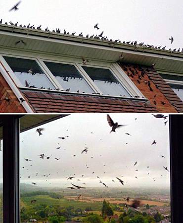 7.罕見鳥群『壓頂』　英夫婦房屋遭500隻鳥包圍