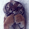 好萌的老虎啊，壓根兒就是隻可愛的大貓