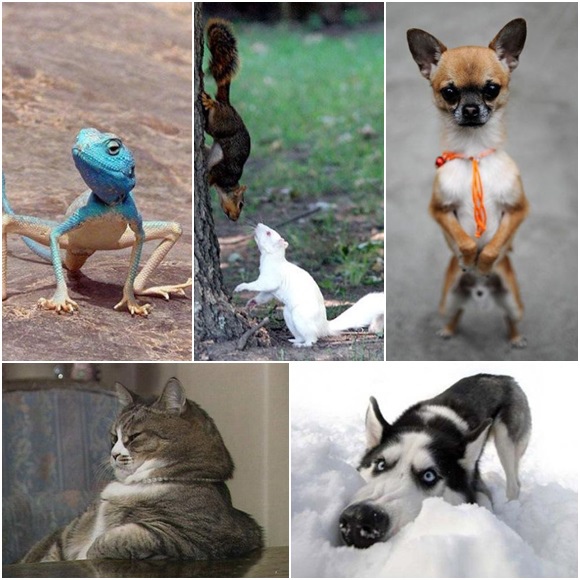 these_funny_animals_12.jpg