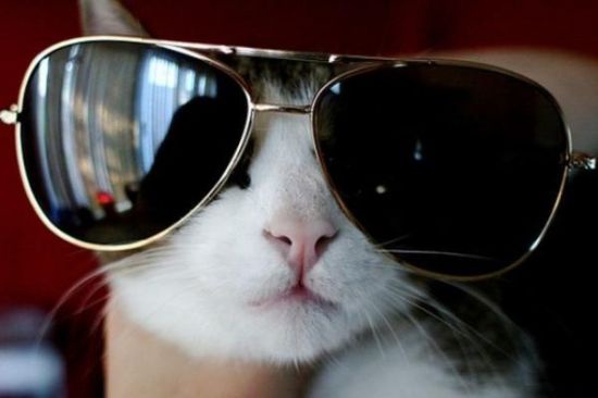 cats-with-glasses-part16-1.jpg