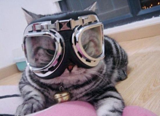 cats-with-glasses-part16-3.jpg